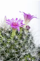 Mammillaria - Mammillaria