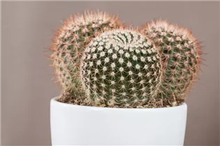 Mammillaria - Mammillaria