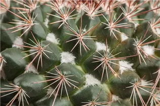 Mammillaria - Mammillaria