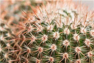 Mammillaria - Mammillaria