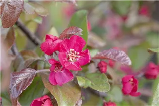Malus 'Scarlet' - Zierapfel 'Scarlet' Malus 'Scarlet' - Zierapfel 'Scarlet'