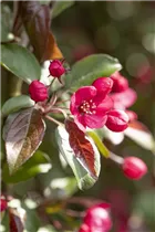 Malus 'Scarlet' - Zierapfel 'Scarlet' Malus 'Scarlet' - Zierapfel 'Scarlet'