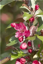 Malus 'Scarlet' - Zierapfel 'Scarlet' Malus 'Scarlet' - Zierapfel 'Scarlet'