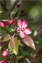 Malus 'Scarlet' - Zierapfel 'Scarlet' Malus 'Scarlet' - Zierapfel 'Scarlet'