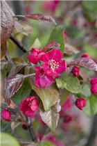 Malus 'Scarlet' - Zierapfel 'Scarlet' Malus 'Scarlet' - Zierapfel 'Scarlet'
