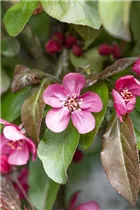 Malus 'Scarlet' - Zierapfel 'Scarlet' Malus 'Scarlet' - Zierapfel 'Scarlet'