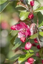 Malus 'Scarlet' - Zierapfel 'Scarlet' Malus 'Scarlet' - Zierapfel 'Scarlet'