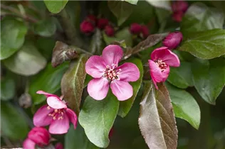 Malus 'Scarlet' - Zierapfel 'Scarlet' Malus 'Scarlet' - Zierapfel 'Scarlet'