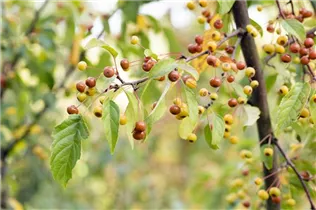 Malus sieboldii - Siebolds Zierapfel Malus sieboldii - Siebolds Zierapfel