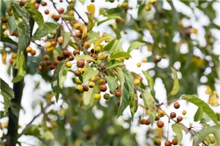 Malus sieboldii - Siebolds Zierapfel Malus sieboldii - Siebolds Zierapfel