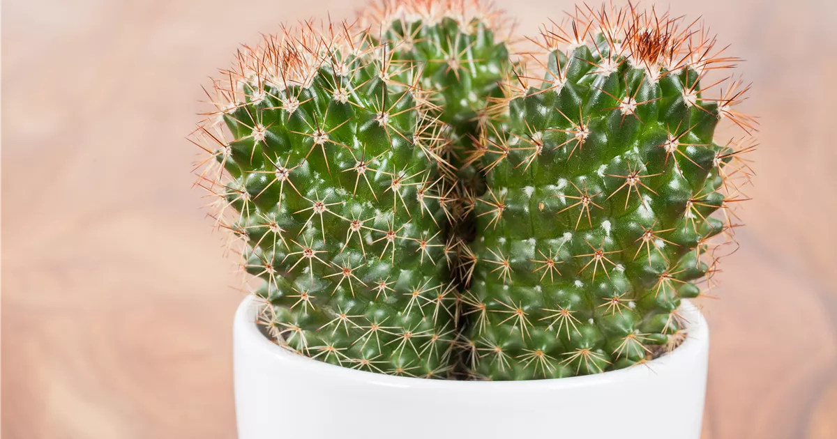 Warzenkaktus, Mammillaria spinosissima