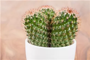 Mammillaria spinosissima - Warzenkaktus