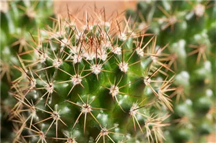 Mammillaria spinosissima - Warzenkaktus