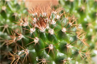 Mammillaria spinosissima - Warzenkaktus