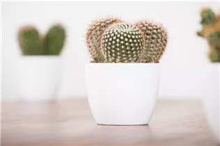 Mammillaria spinosissima - Warzenkaktus