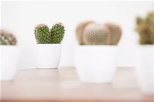 Mammillaria spinosissima - Warzenkaktus