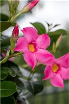 Mandevilla 'Bloom Bells'® - Mandevilla 'Bloom Bells'®