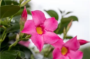 Mandevilla 'Bloom Bells'® - Mandevilla 'Bloom Bells'®