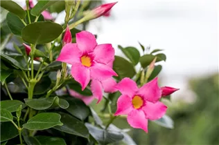 Mandevilla 'Bloom Bells'® - Mandevilla 'Bloom Bells'®