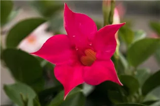 Mandevilla 'Bloom Bells'® - Mandevilla 'Bloom Bells'®