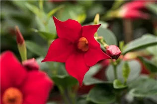 Mandevilla 'Bloom Bells'® - Mandevilla 'Bloom Bells'®