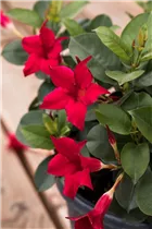 Mandevilla 'Bloom Bells'® - Mandevilla 'Bloom Bells'®