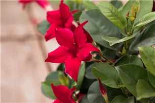 Mandevilla 'Bloom Bells'® - Mandevilla 'Bloom Bells'®