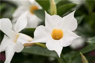 Mandevilla 'Bloom Bells'® - Mandevilla 'Bloom Bells'®