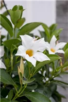 Mandevilla 'Bloom Bells'® - Mandevilla 'Bloom Bells'®