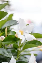 Mandevilla 'Bloom Bells'® - Mandevilla 'Bloom Bells'®