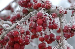 Malus 'Sugar Tyme' - Zierapfel 'Sugar Tyme'