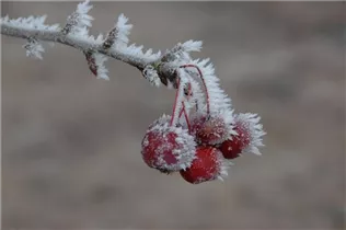 Malus 'Sugar Tyme' - Zierapfel 'Sugar Tyme'