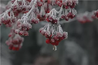 Malus 'Sugar Tyme' - Zierapfel 'Sugar Tyme'