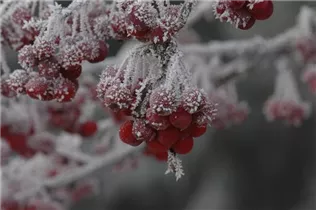 Malus 'Sugar Tyme' - Zierapfel 'Sugar Tyme'