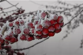 Malus 'Sugar Tyme' - Zierapfel 'Sugar Tyme'