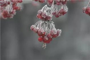 Malus 'Sugar Tyme' - Zierapfel 'Sugar Tyme'