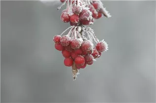 Malus 'Sugar Tyme' - Zierapfel 'Sugar Tyme'