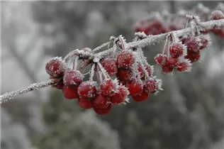 Malus 'Sugar Tyme' - Zierapfel 'Sugar Tyme'