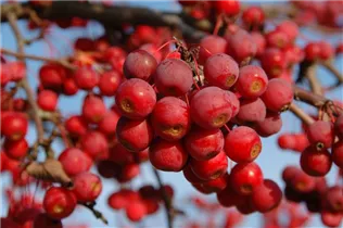 Malus 'Sugar Tyme' - Zierapfel 'Sugar Tyme'