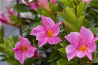 Mandevilla sanderi 'Diamantina'® - Brasiljasmin Mandevilla sanderi 'Diamantina'® - Brasiljasmin