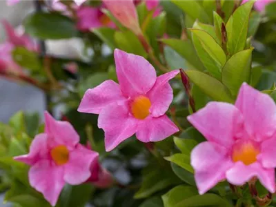 Mandevilla sanderi 'Diamantina'® - Brasiljasmin Mandevilla sanderi 'Diamantina'® - Brasiljasmin