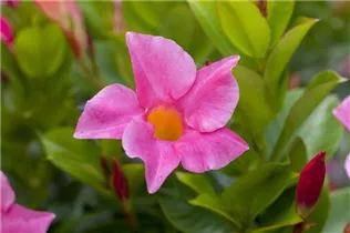 Mandevilla sanderi 'Diamantina'® - Brasiljasmin Mandevilla sanderi 'Diamantina'® - Brasiljasmin