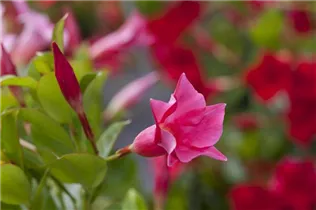 Mandevilla sanderi 'Diamantina'® - Brasiljasmin Mandevilla sanderi 'Diamantina'® - Brasiljasmin