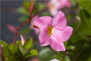 Mandevilla sanderi 'Diamantina'® - Brasiljasmin Mandevilla sanderi 'Diamantina'® - Brasiljasmin