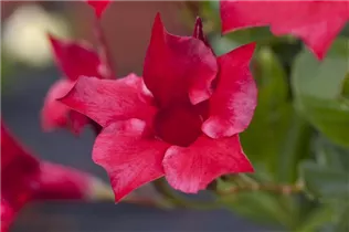 Mandevilla sanderi 'Diamantina'® - Brasiljasmin Mandevilla sanderi 'Diamantina'® - Brasiljasmin
