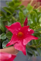 Mandevilla sanderi 'Diamantina'® - Brasiljasmin Mandevilla sanderi 'Diamantina'® - Brasiljasmin