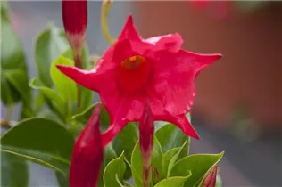 Mandevilla sanderi 'Diamantina'® - Brasiljasmin Mandevilla sanderi 'Diamantina'® - Brasiljasmin