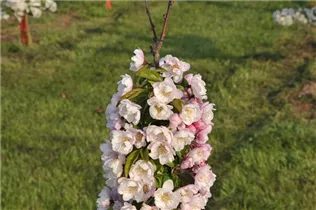 Malus 'Van Eseltine' - Zierapfel 'Van Eseltine' Malus 'Van Eseltine' - Zierapfel 'Van Eseltine'