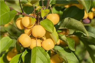 Malus 'Wintergold' - Zierapfel 'Wintergold'