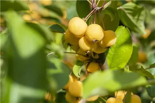 Malus 'Wintergold' - Zierapfel 'Wintergold'